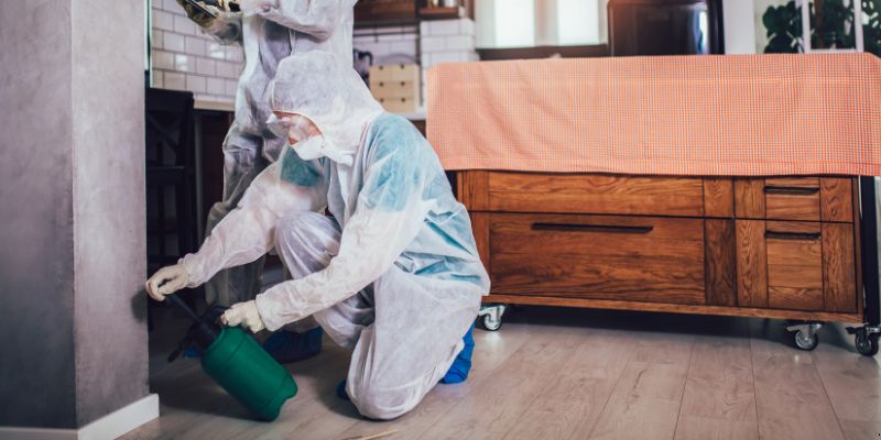 Dedetização em Apartamento Como Funciona em Santo André: Confira 4 Passos